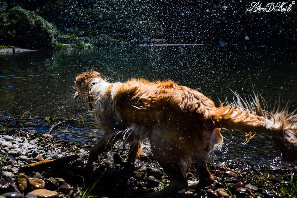 Lago Idro bagno cani