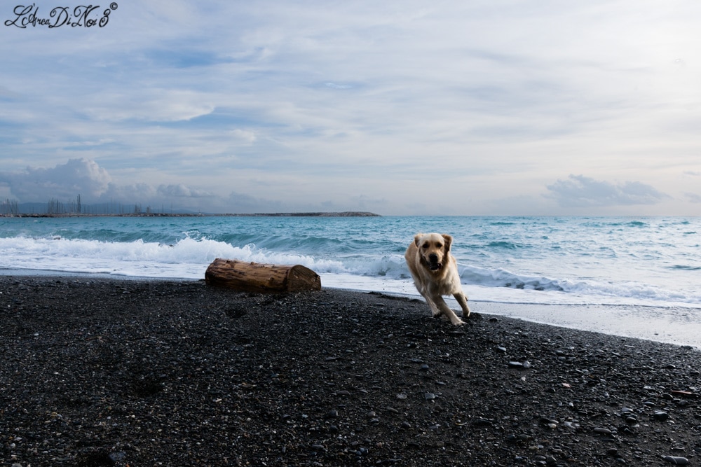 Cecina Le Gorette corse cane in spiaggia