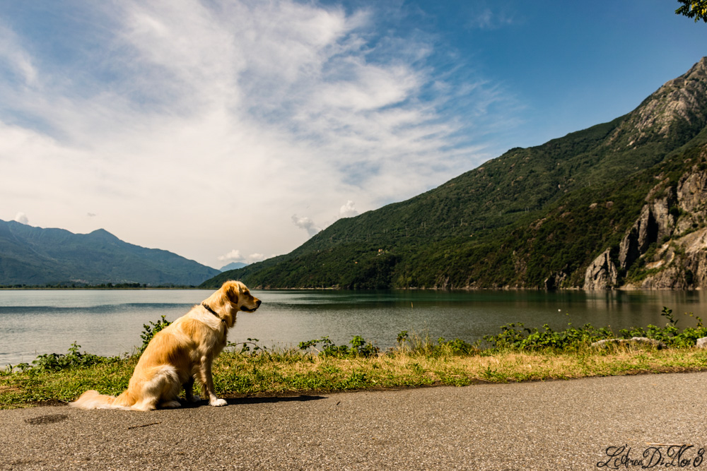 Lago Novate Mezzola cane
