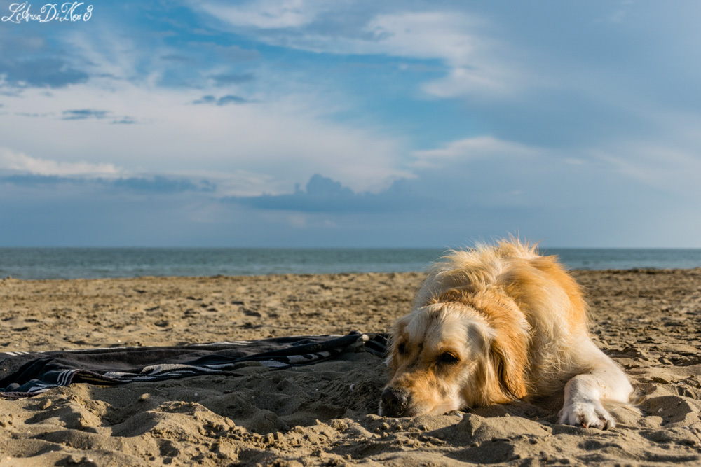 Cavallino Treporti dog beach