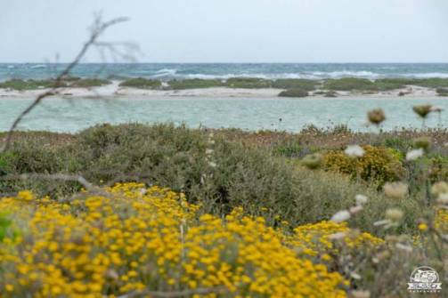 Stintino le saline stagno e macchia mediterranea