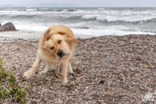 Stintino spiaggia le saline cane