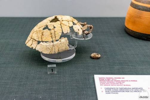 Paestum, cassa armonica di una lira ricava dal carapace della tartaruga