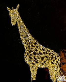 Salerno, luci d'artista, giraffa