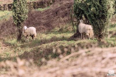 Fivizzano pecore al pascolo accanto al camper