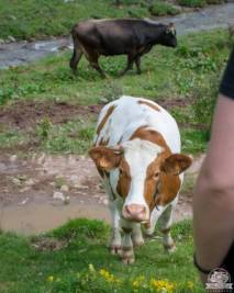 Gaver mucche alla Piana di Bruffione