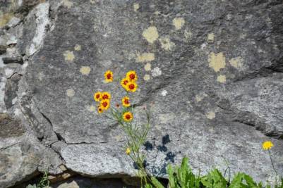 Chiesa in Valmalenco fiori: sembrano dipinti sulla roccia