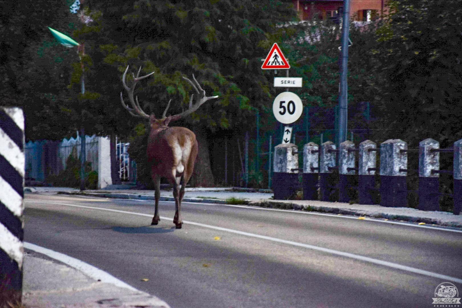 Villetta Barrea cervo sulla strada