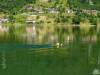 Lago d'Idro Crone nuoto