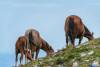 Monte Cimone cavalli
