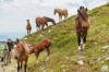 Monte Cimone cavalli